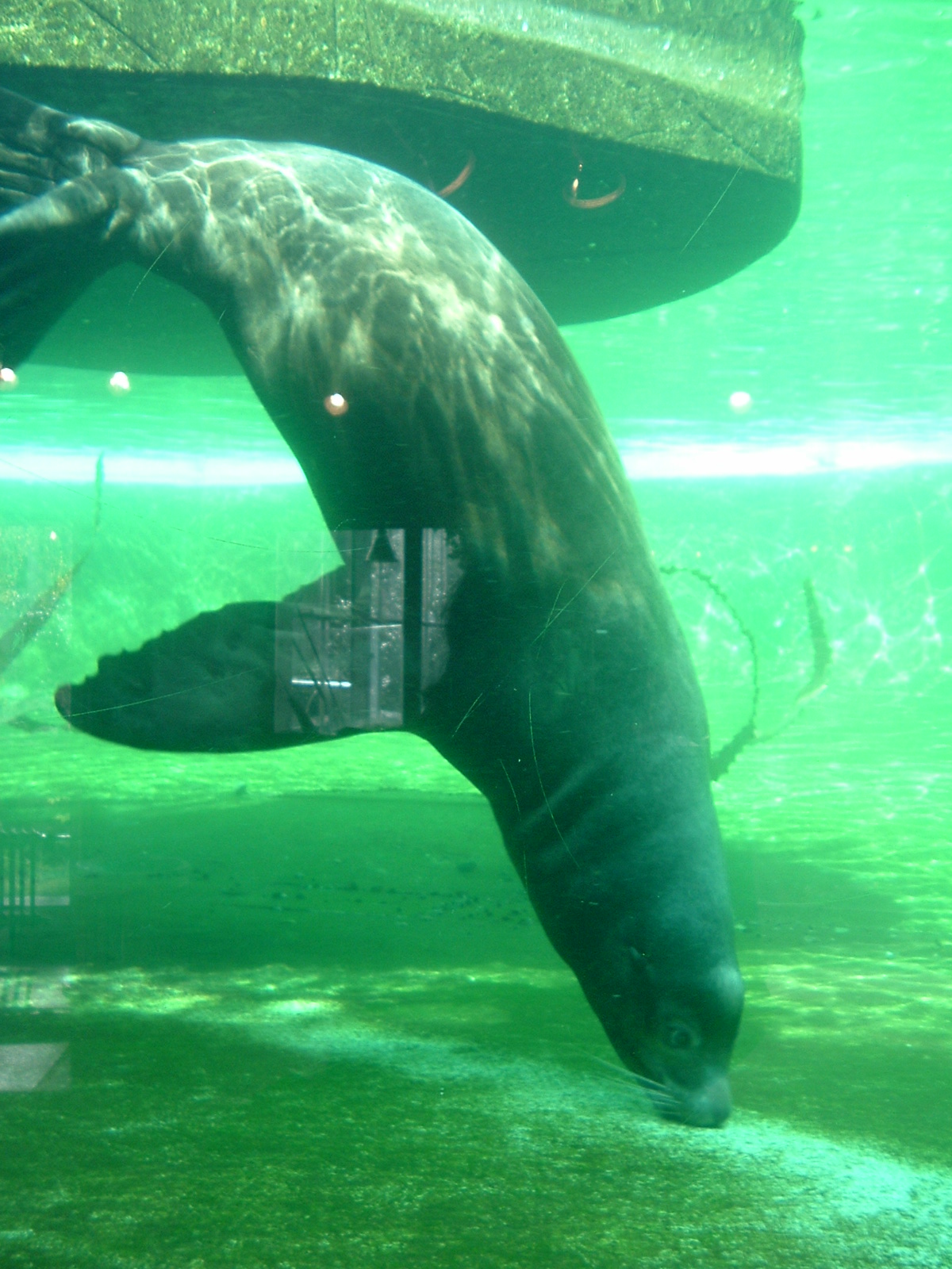 Sea lion at Artis Zoo, Jan 2006