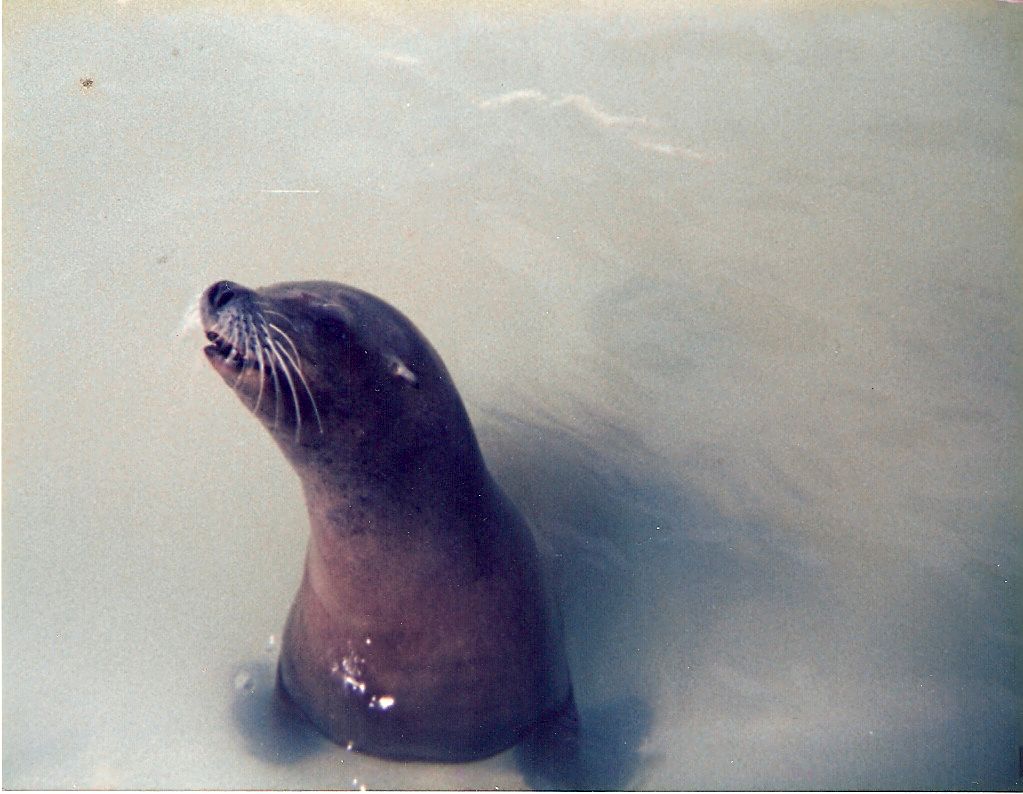 Sea lion at Mr. Marvel's Fun Park in Scarborough, 24 August 1986
