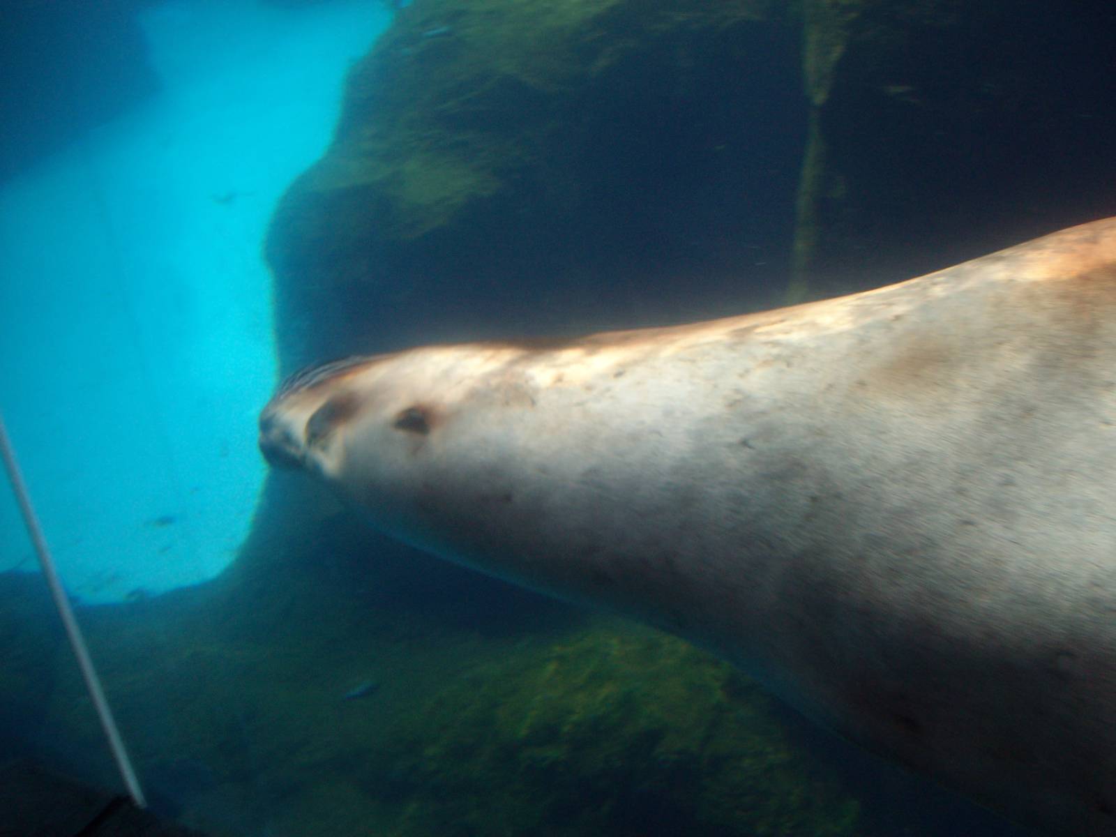 Sea Lion at Oregon Zoo