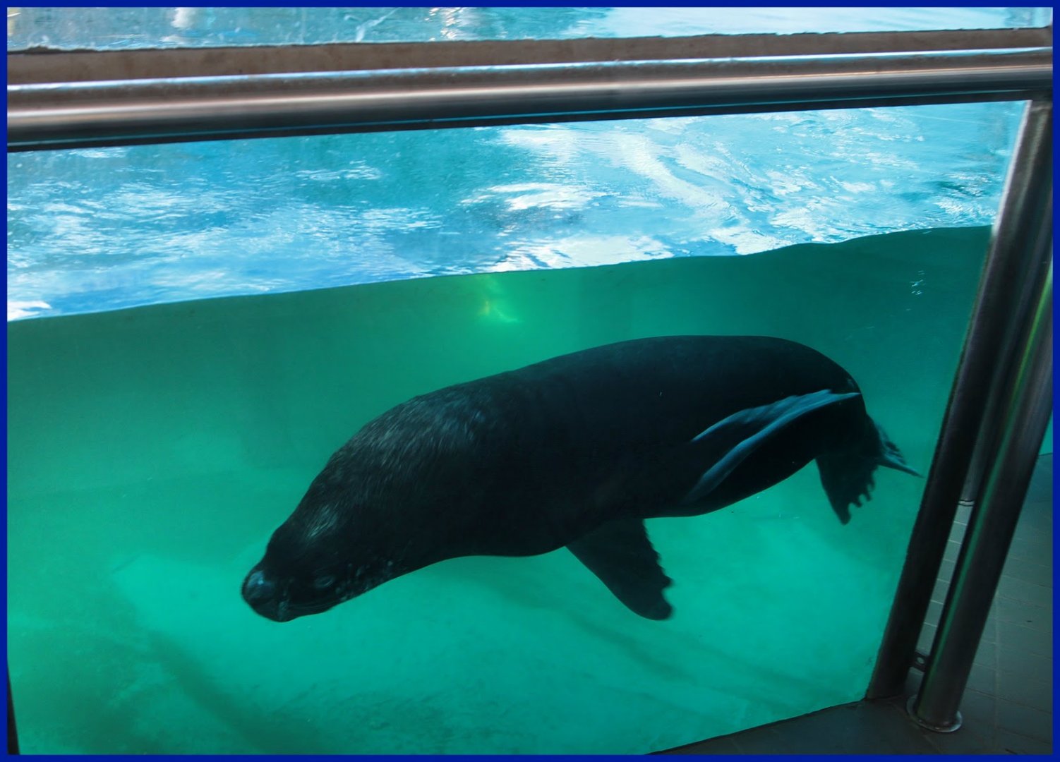 Sea Lion at São Paulo Aquarium