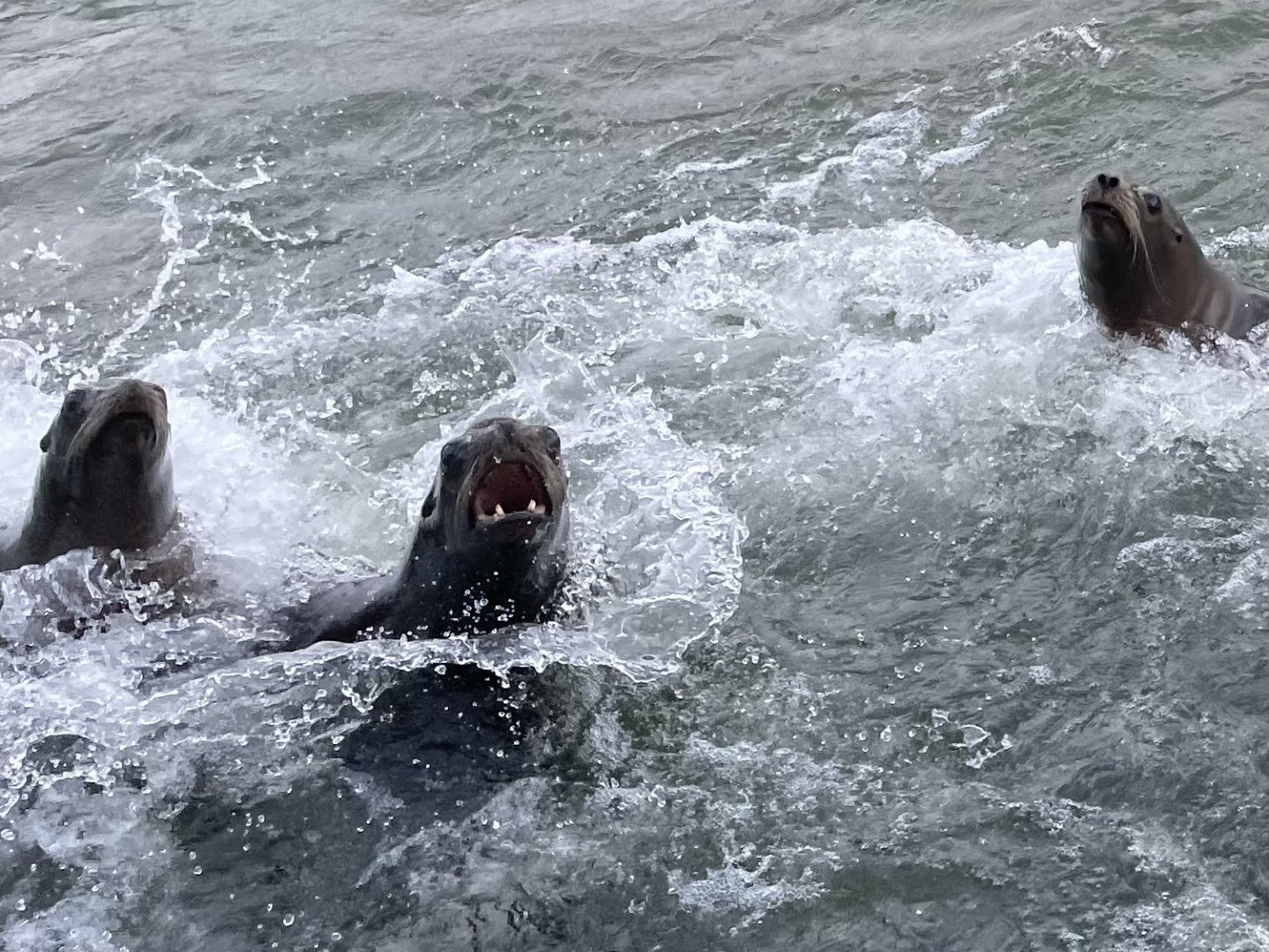Sea Lion Chase!