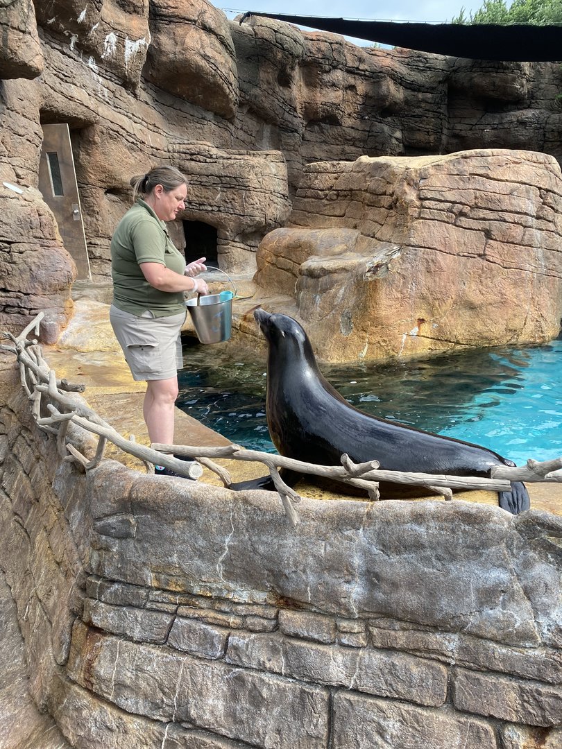 Sea Lion Chat - 6/13/2023