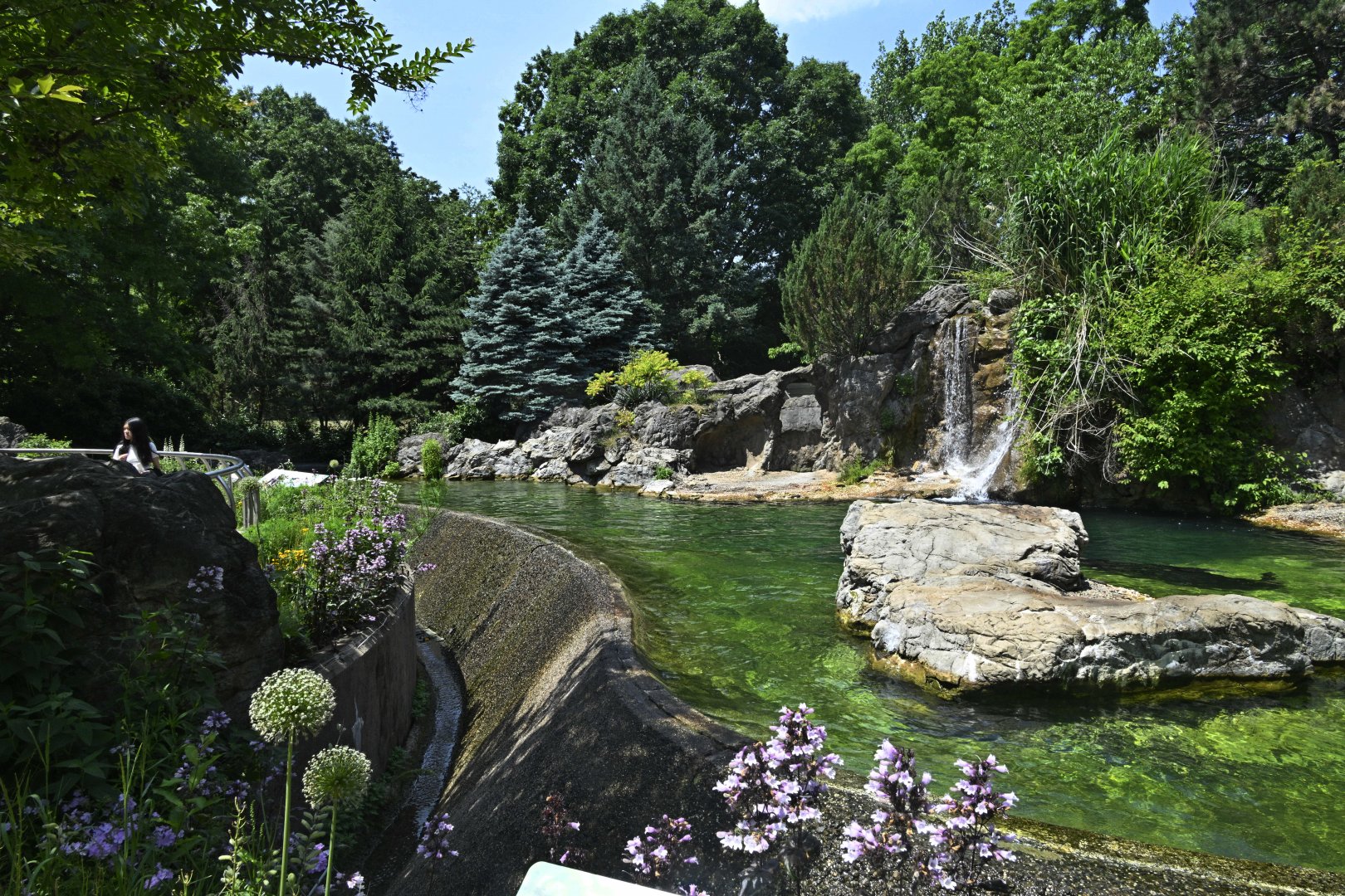 Sea Lion Court - California Sea Lion (Zalophus californianus) Exhibit