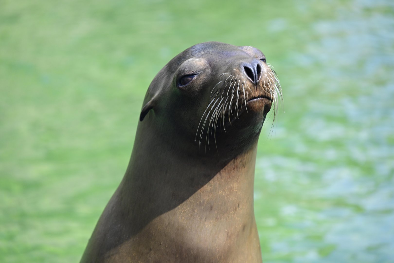 Sea Lion Court - California Sea Lion (Zalophus californianus)