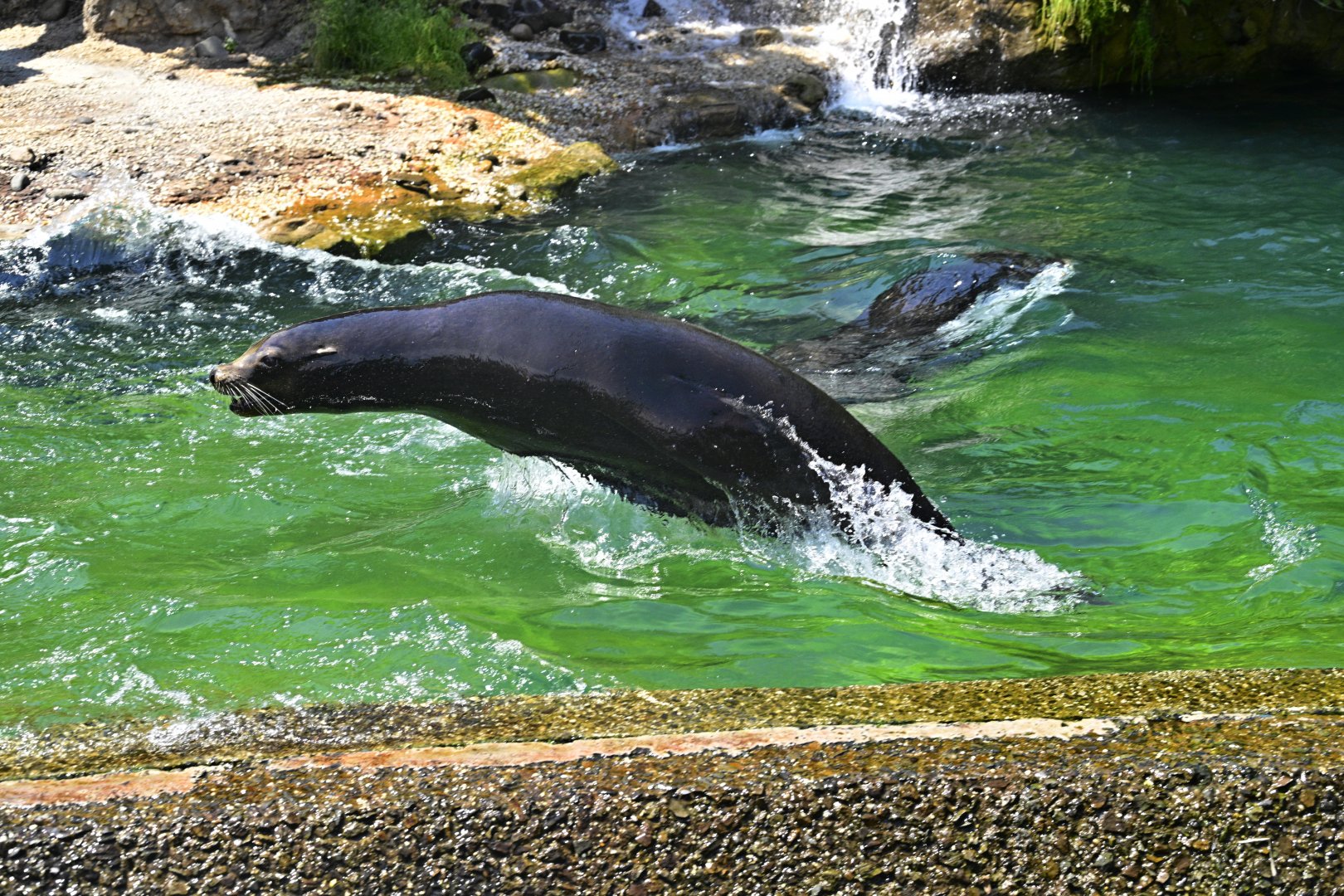 Sea Lion Court - California Sea Lions (Zalophus californianus)