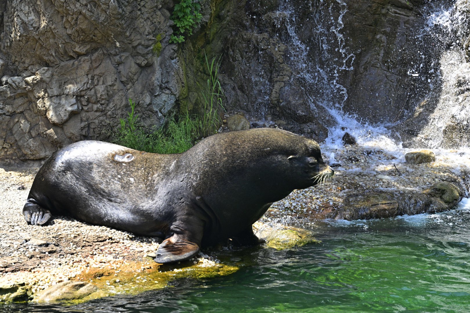 Sea Lion Court - Male California Sea Lion (Zalophus californianus)