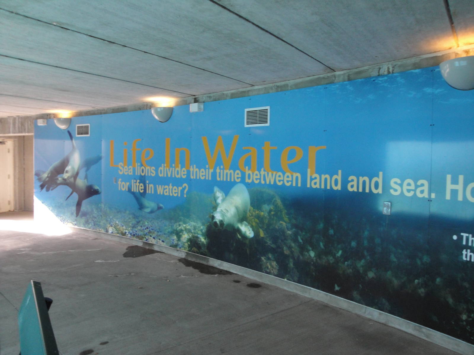 Sea Lion Cove Exhibit