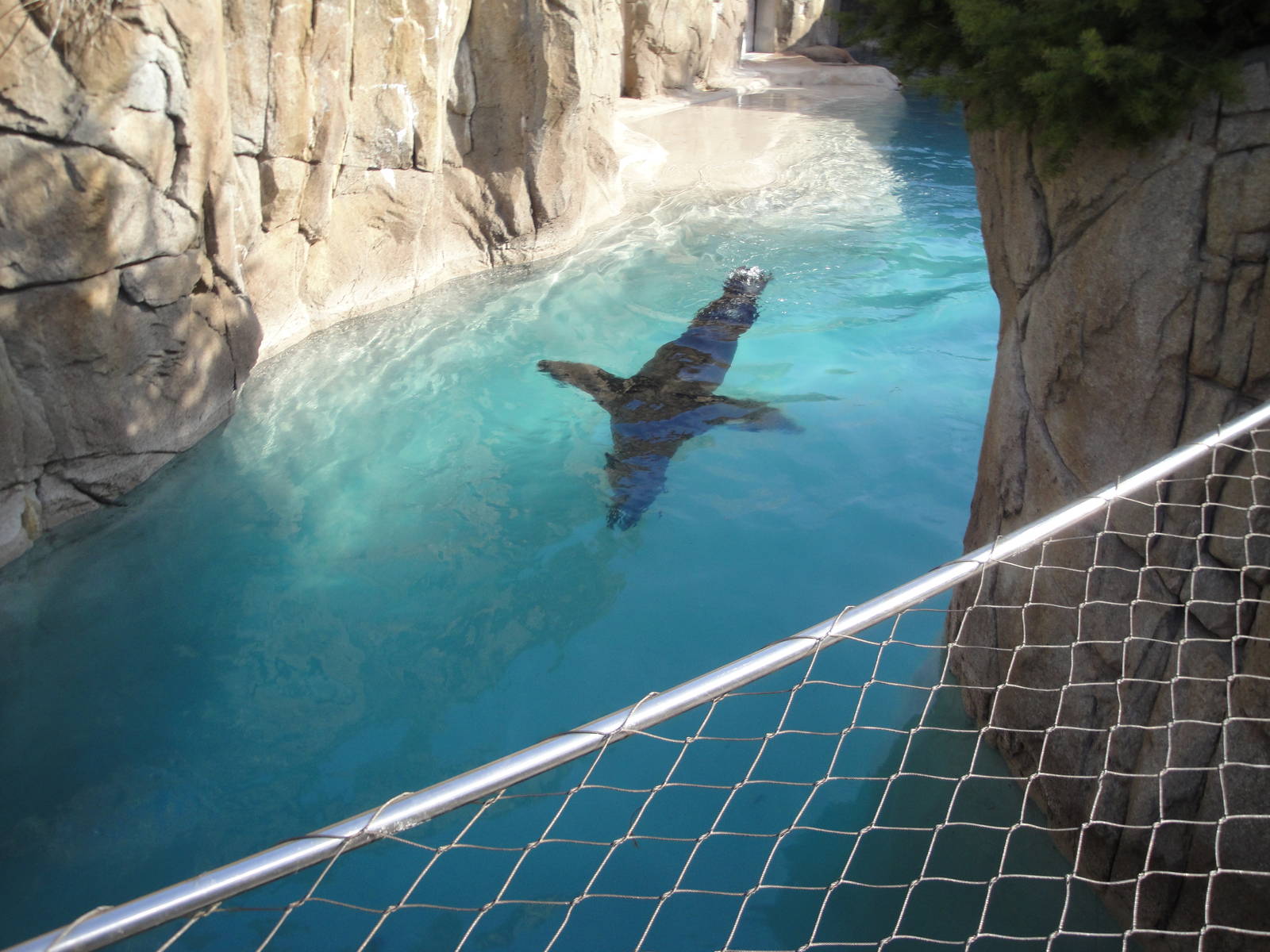 Sea Lion Cove Exhibit