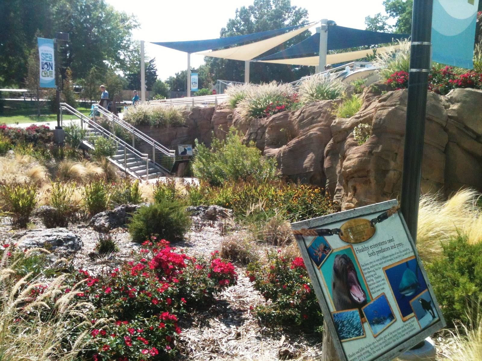 Sea Lion Cove landscaping and interpretive