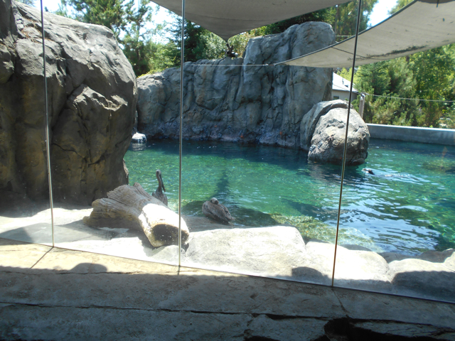 Sea Lion Cove third viewing area