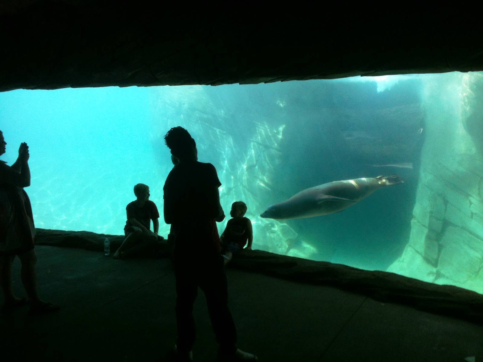 Sea Lion Cove - underwater viewing