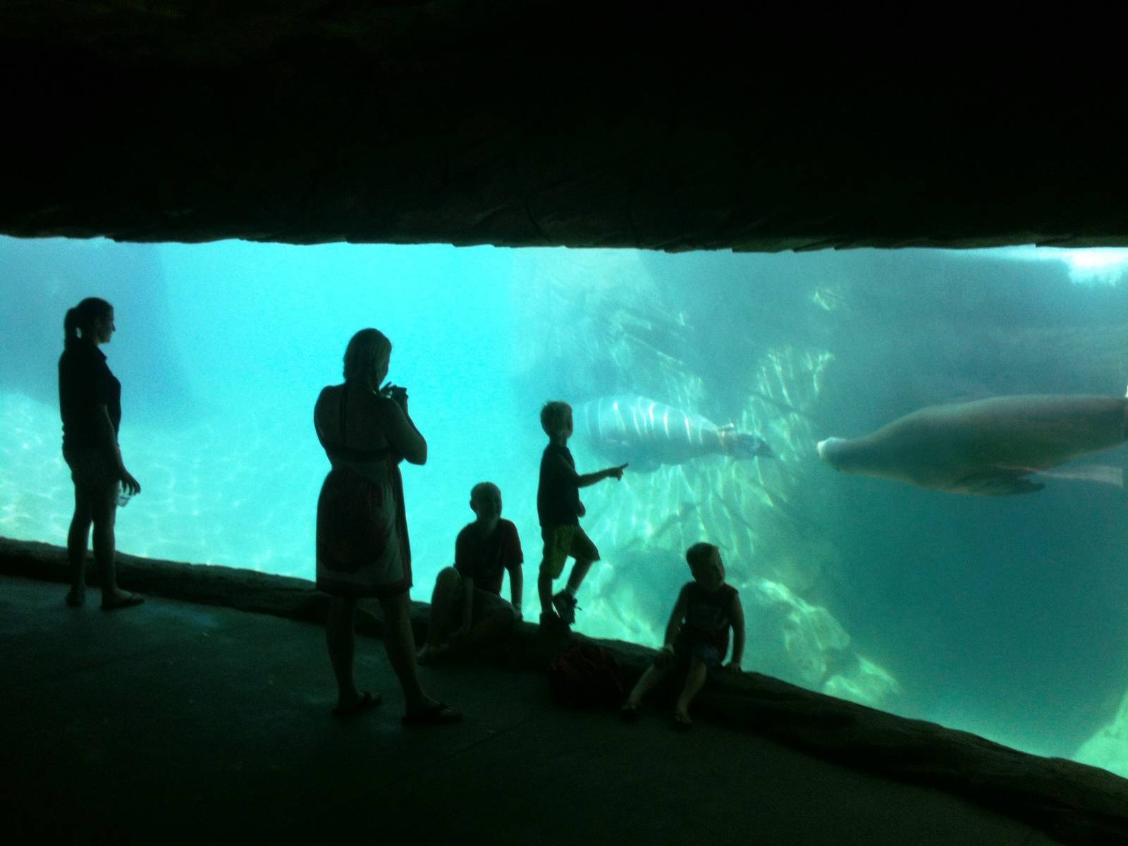 Sea Lion Cove - underwater viewing