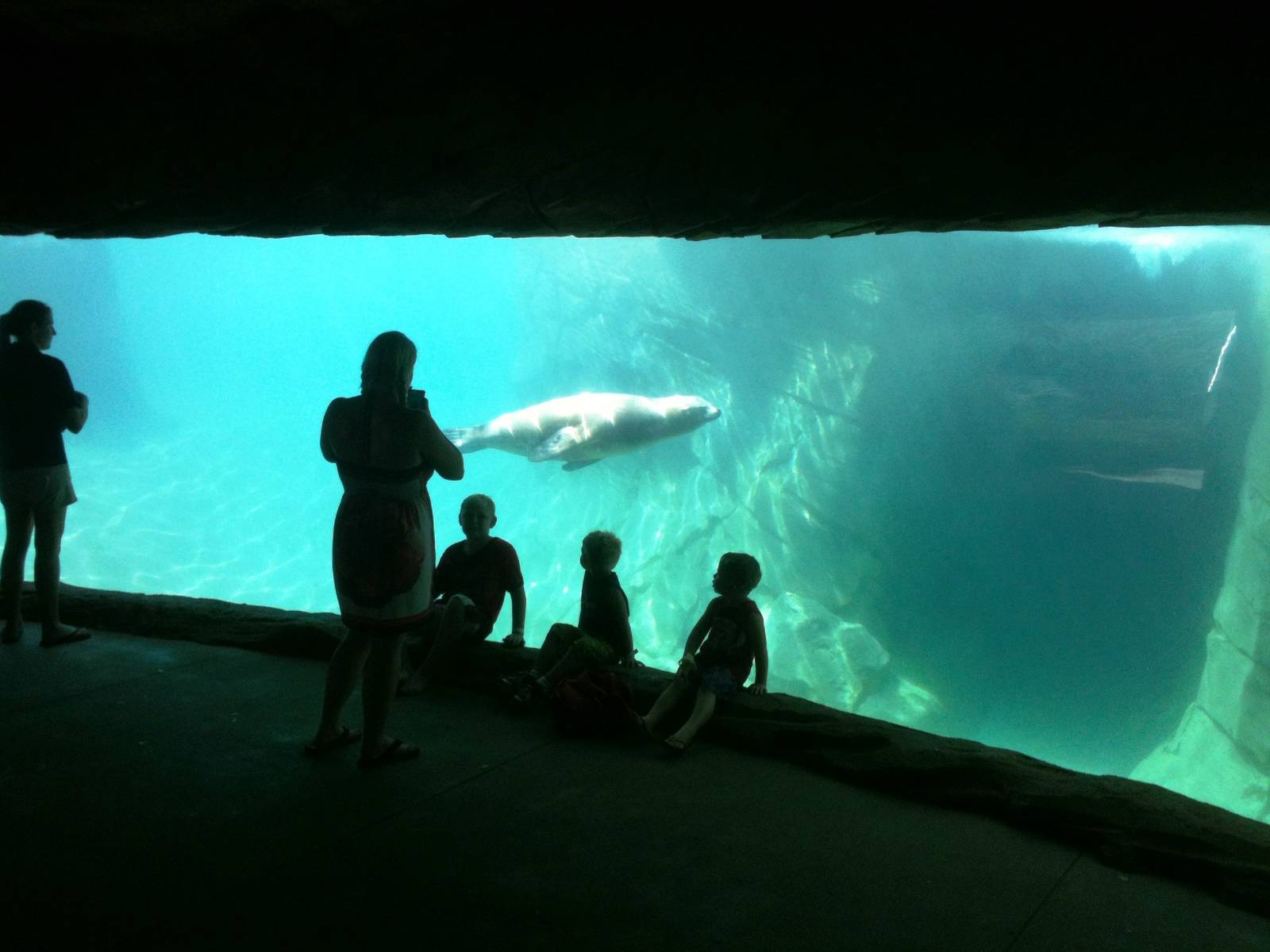 Sea Lion Cove - underwater viewing