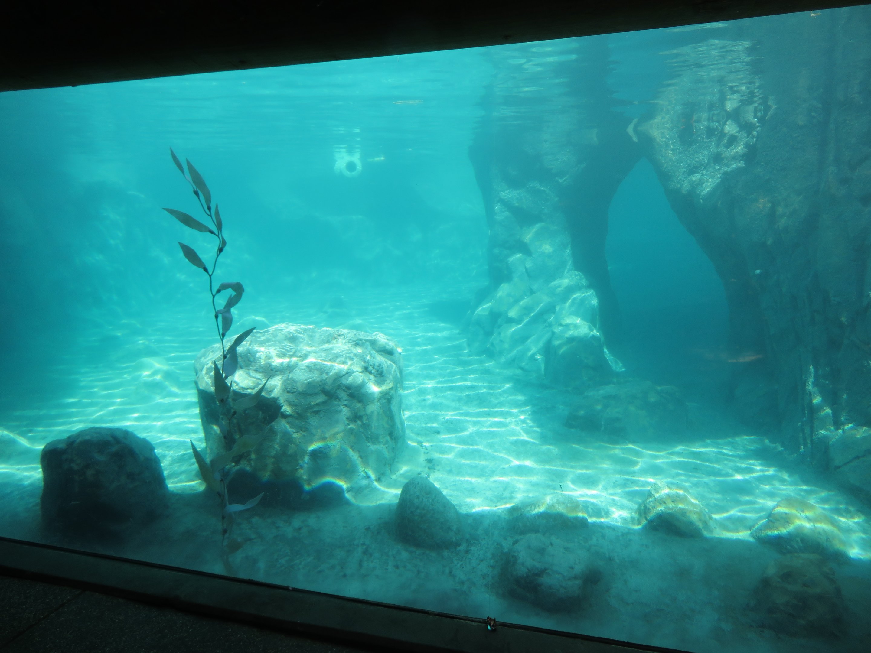 Sea Lion Cove - Underwater Viewing
