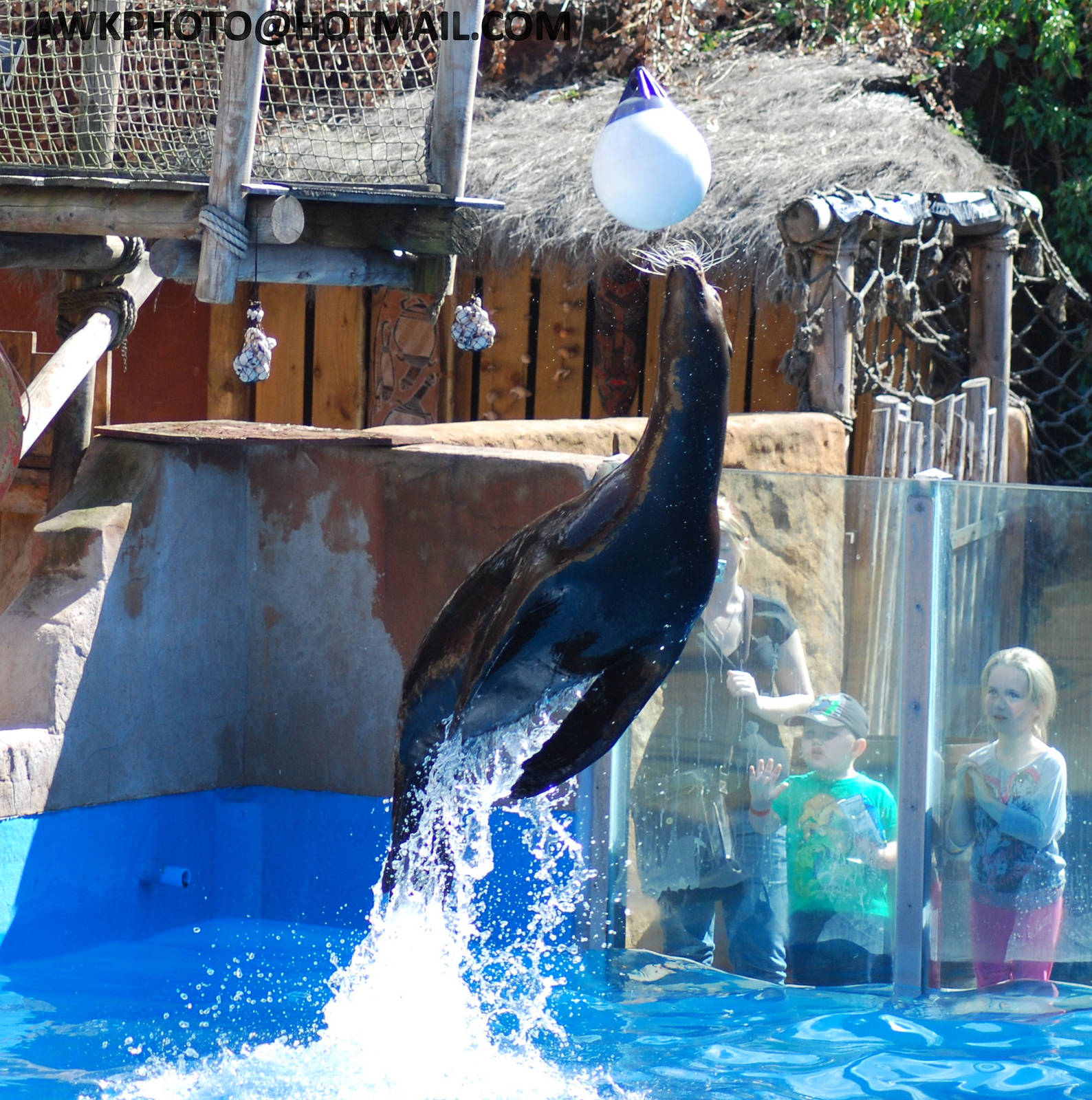 SEA LION DISPLAY