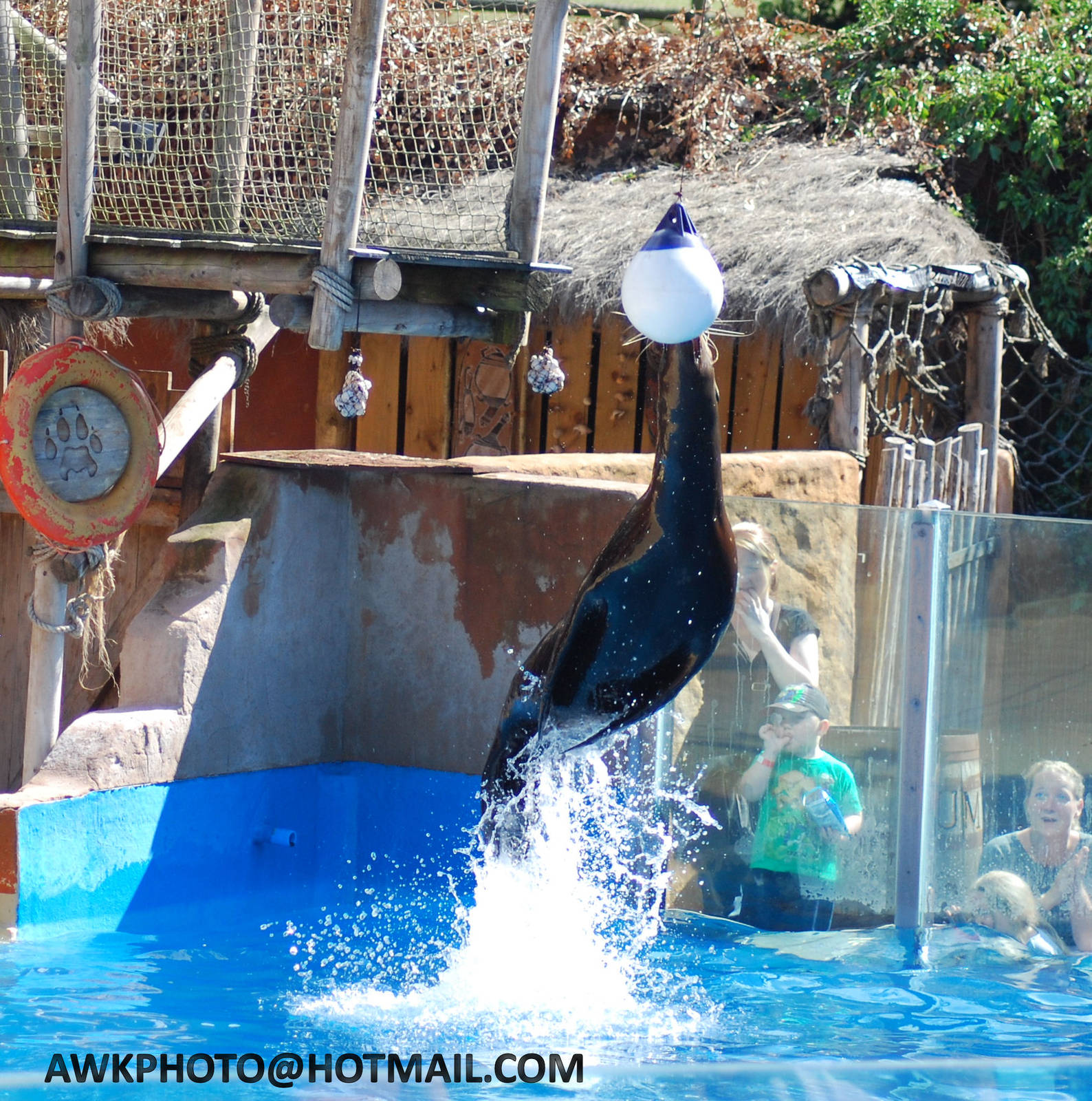 SEA LION DISPLAY