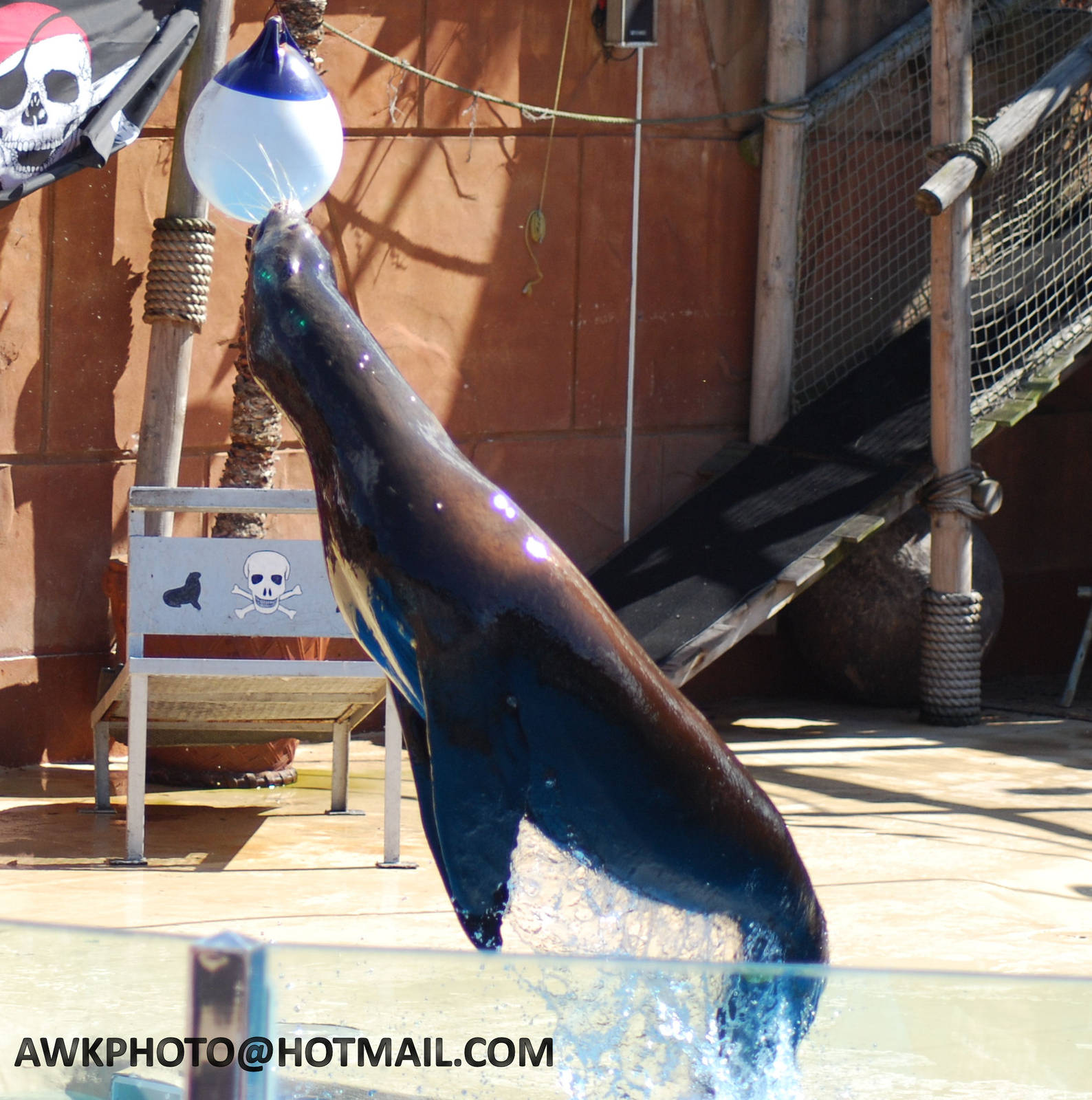 SEA LION DISPLAY