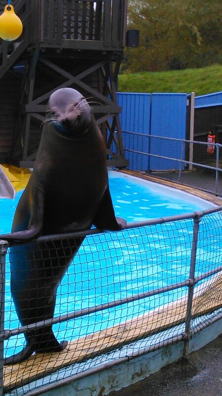 Sea Lion Display