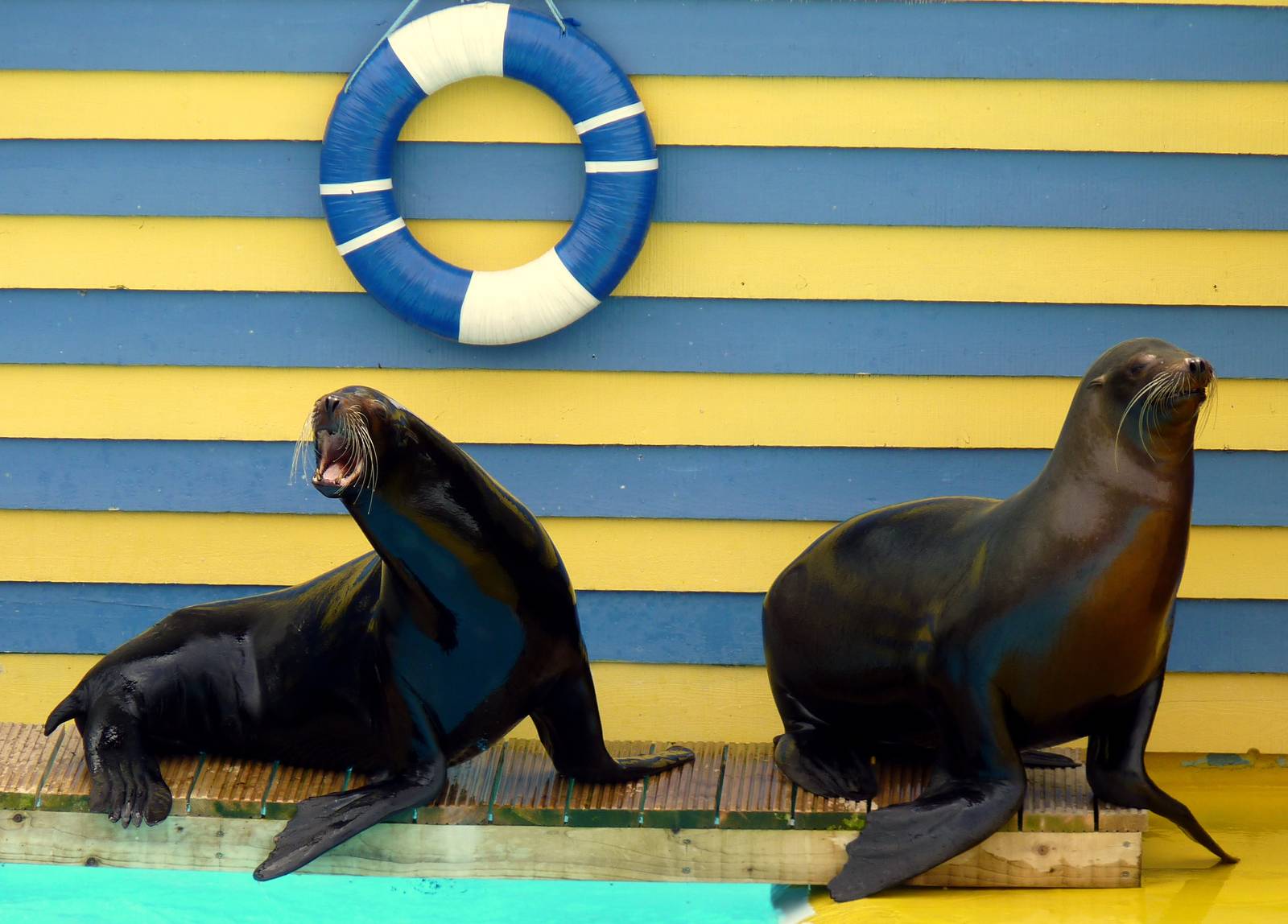 Sea Lion Display