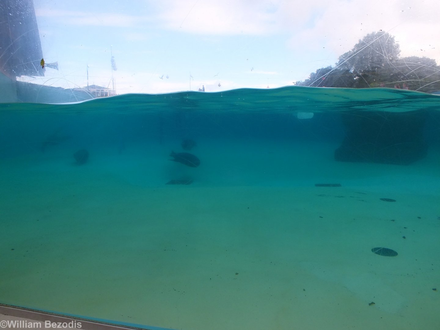 Sea Lion Enclosure Above and Below Water