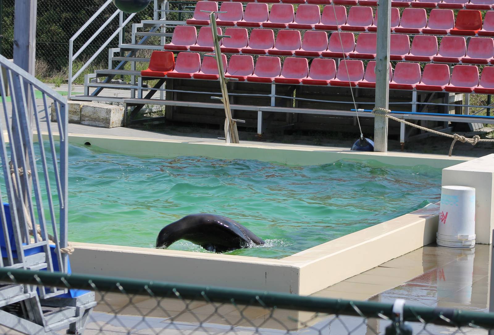 Sea lion enclosure