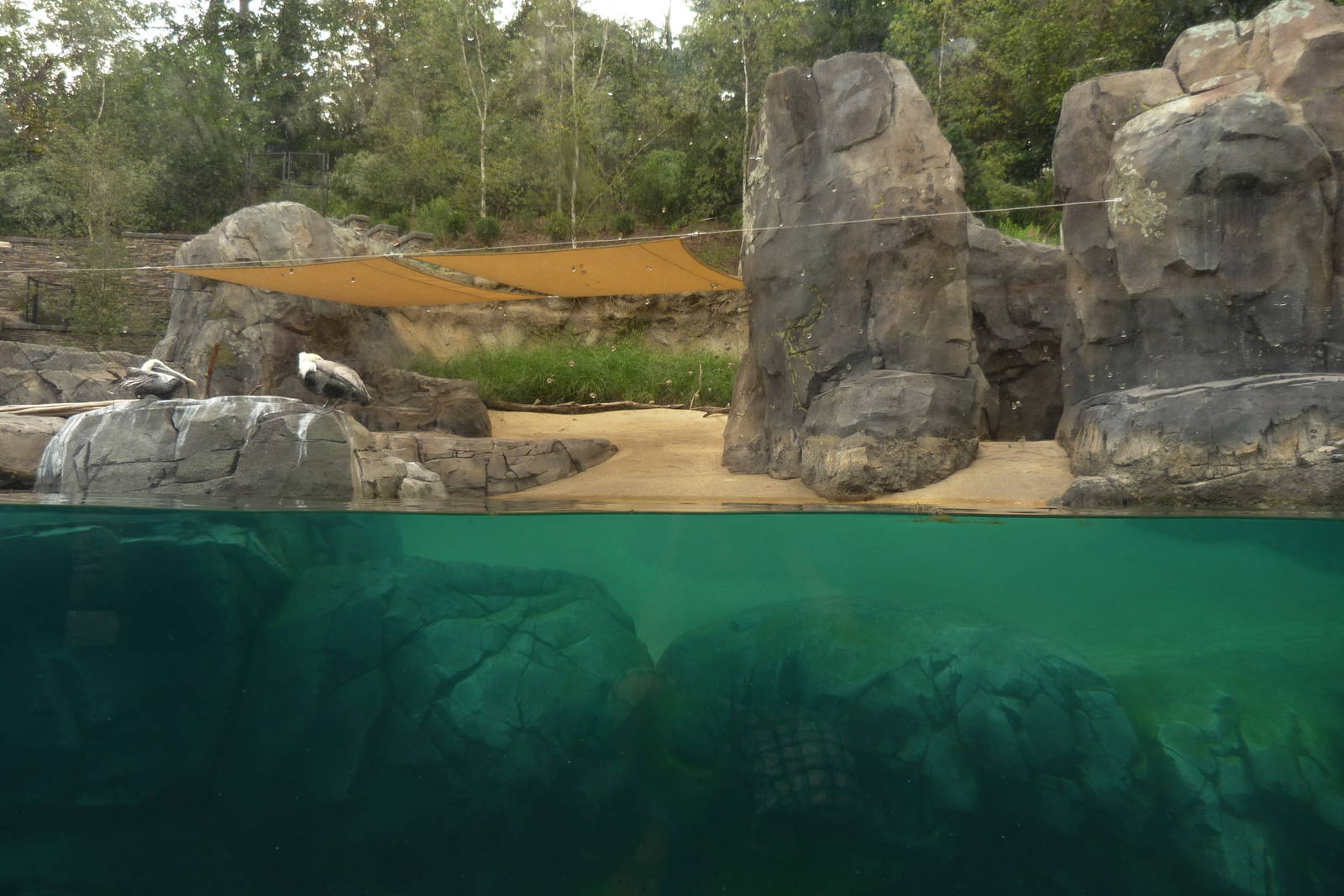 Sea Lion Exhibit (American Trails) 9-6-12