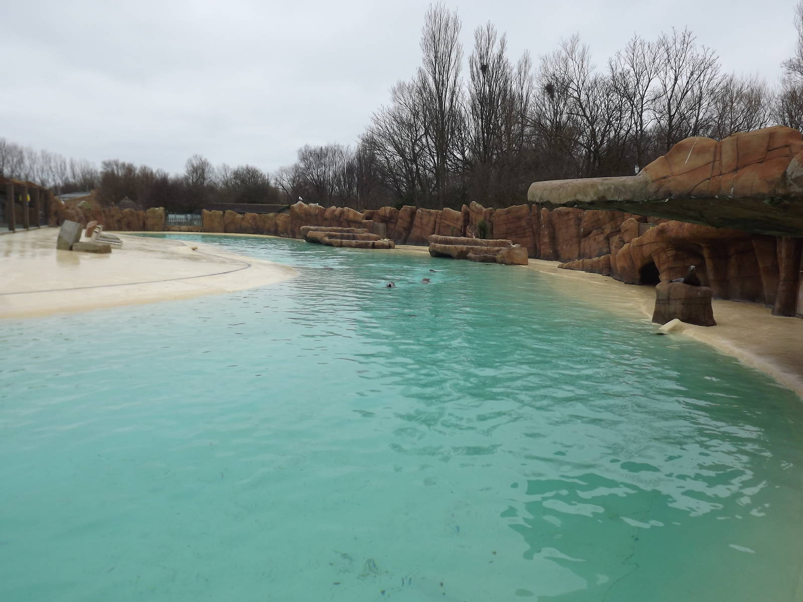Sea Lion exhibit at Blackpool Zoo 11/03/12