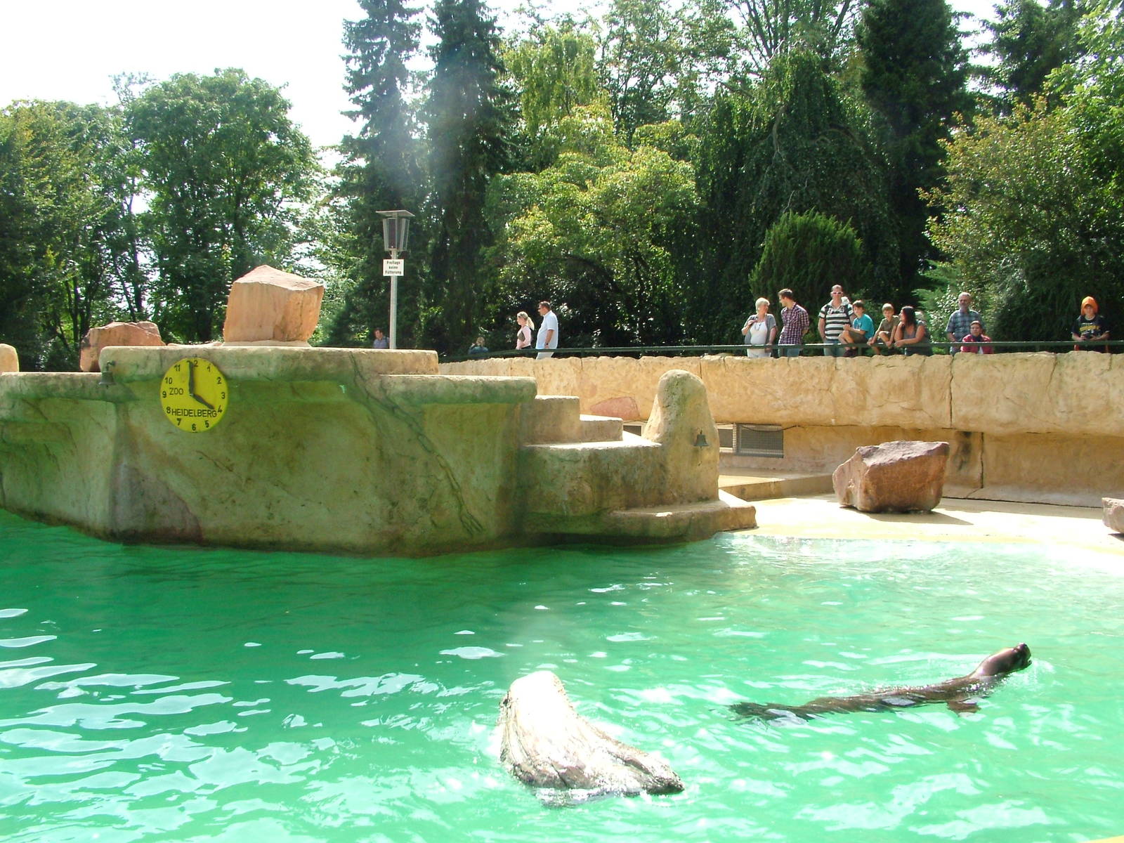 Sea Lion Exhibit at Heidelberg, 05/09/10