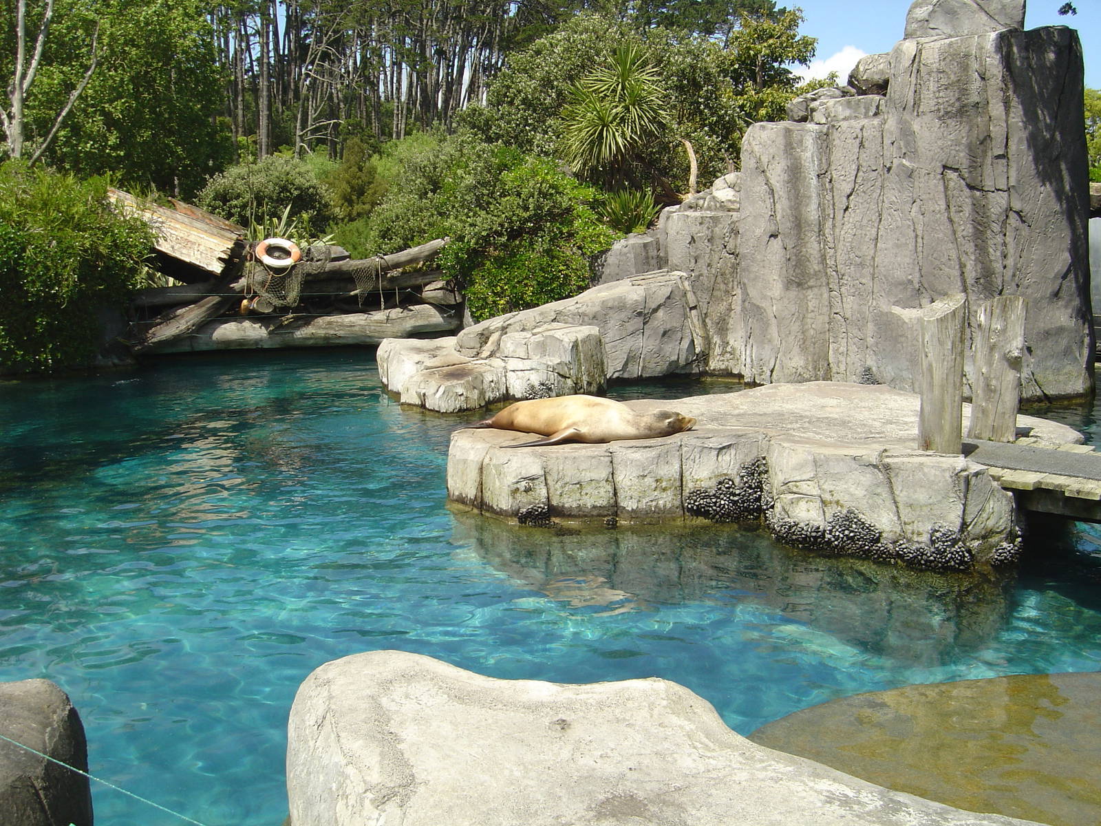 Sea Lion exhibit - Auckland Zoo