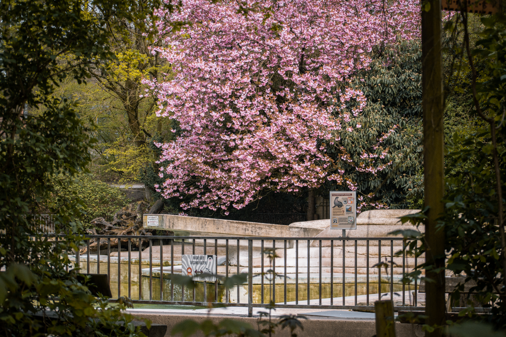 Sea Lion exhibit (during water change)