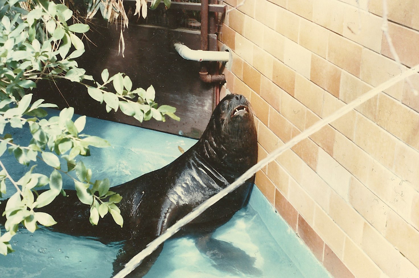 Sea Lion Exhibit Mid 1980's-Early 1990's