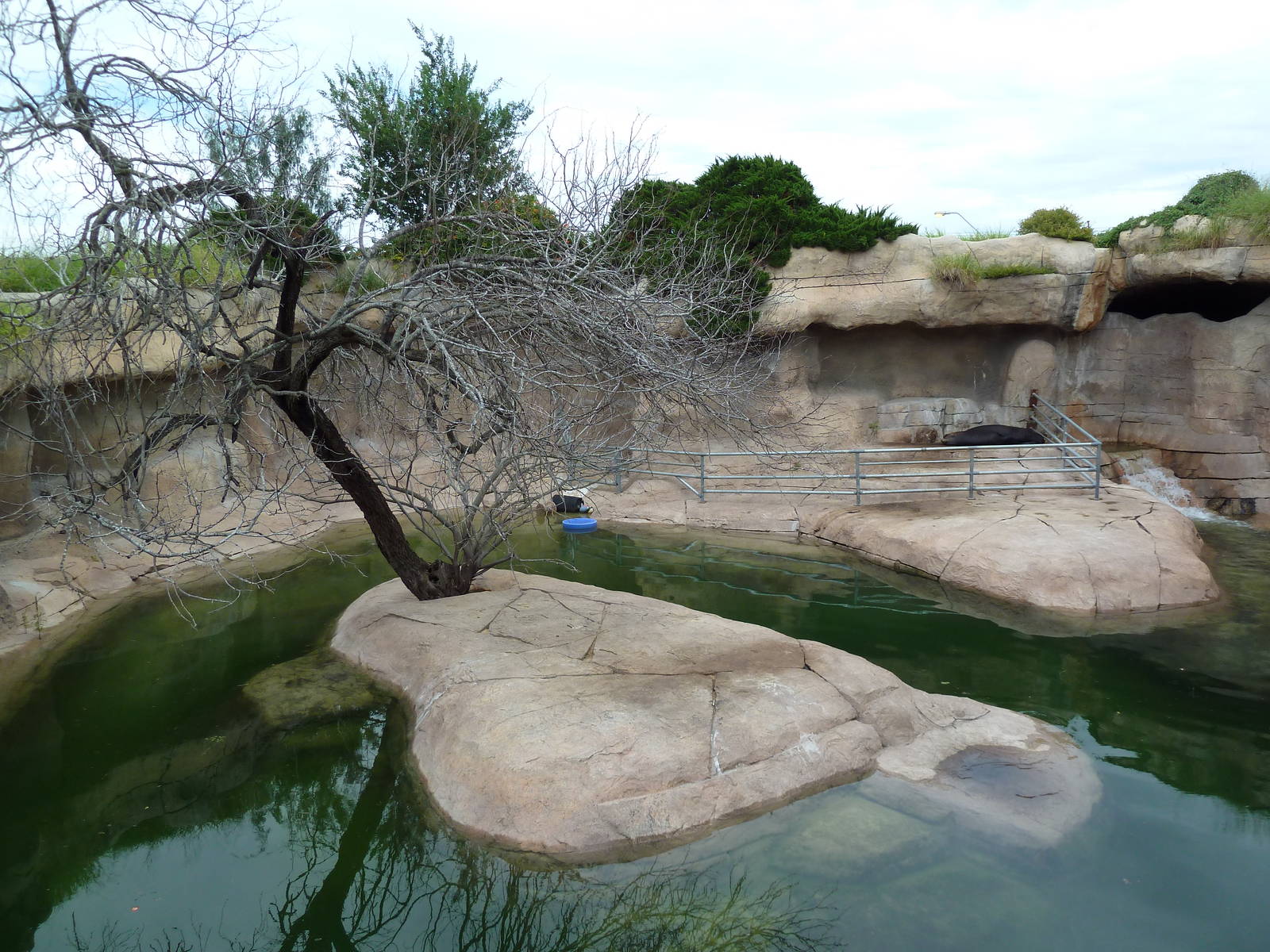 Sea Lion Exhibit