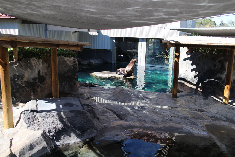sea lion exhibit