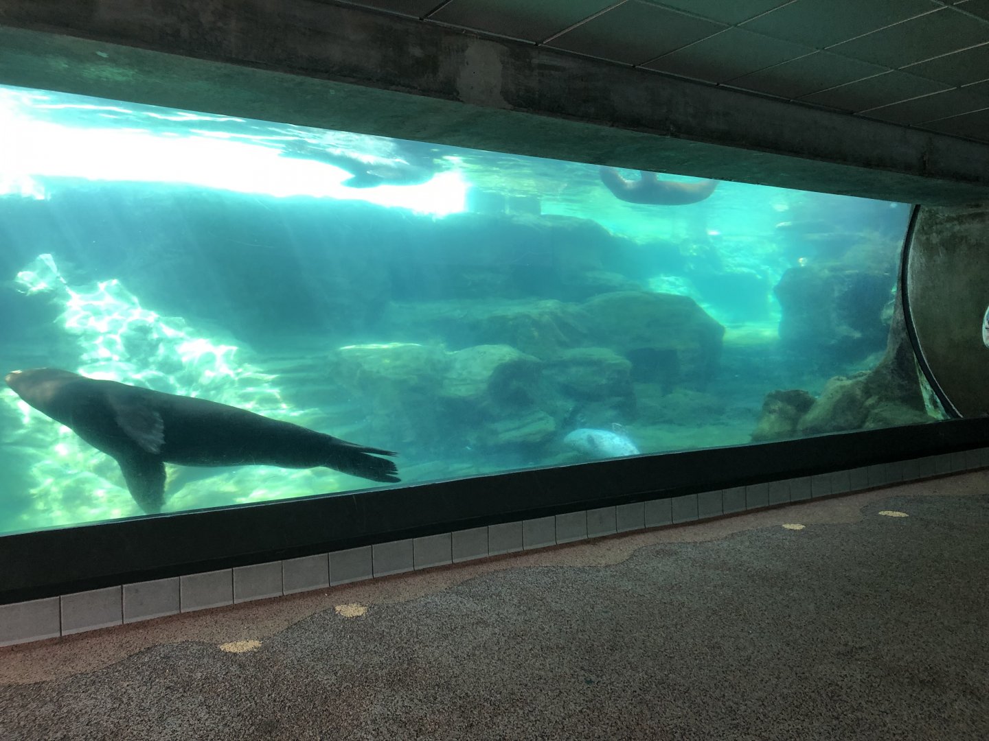 Sea Lion Exhibit