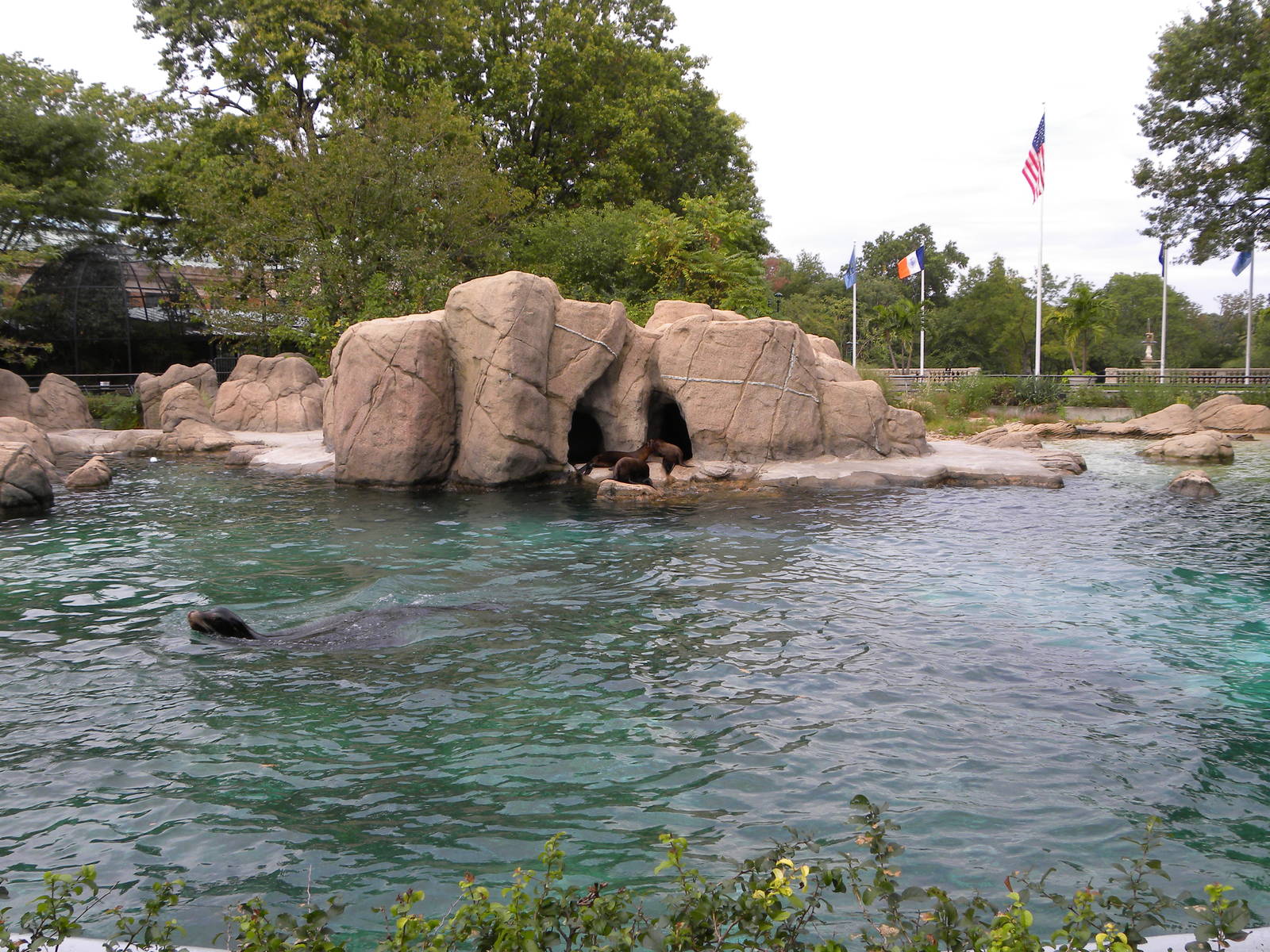 Sea Lion Exhibit