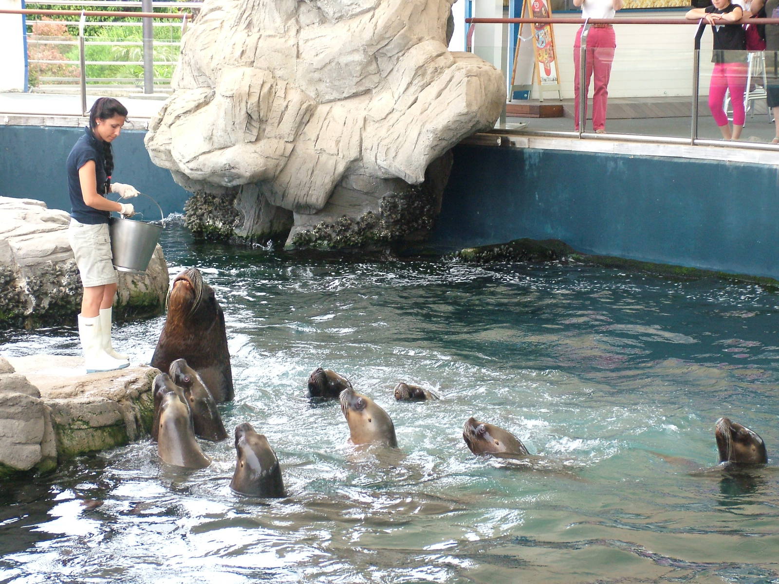 Sea Lion Feeding Time at Oceanografic, 29/05/11