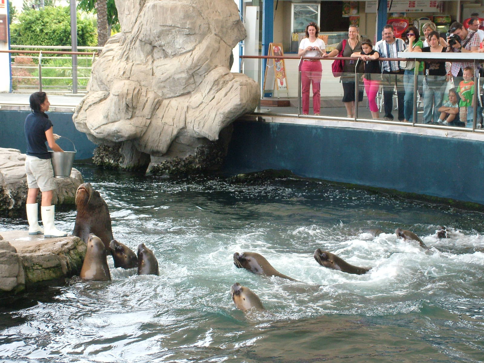 Sea Lion Feeding Time at Oceanografic, 29/05/11