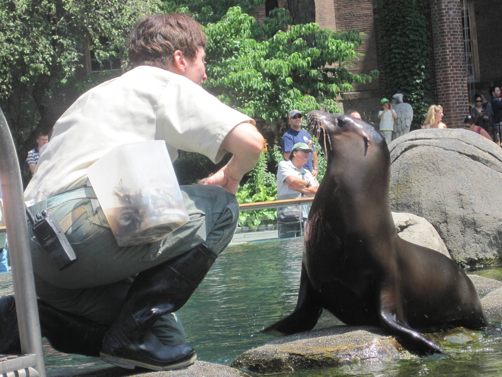 Sea Lion Feeding With Bruiser