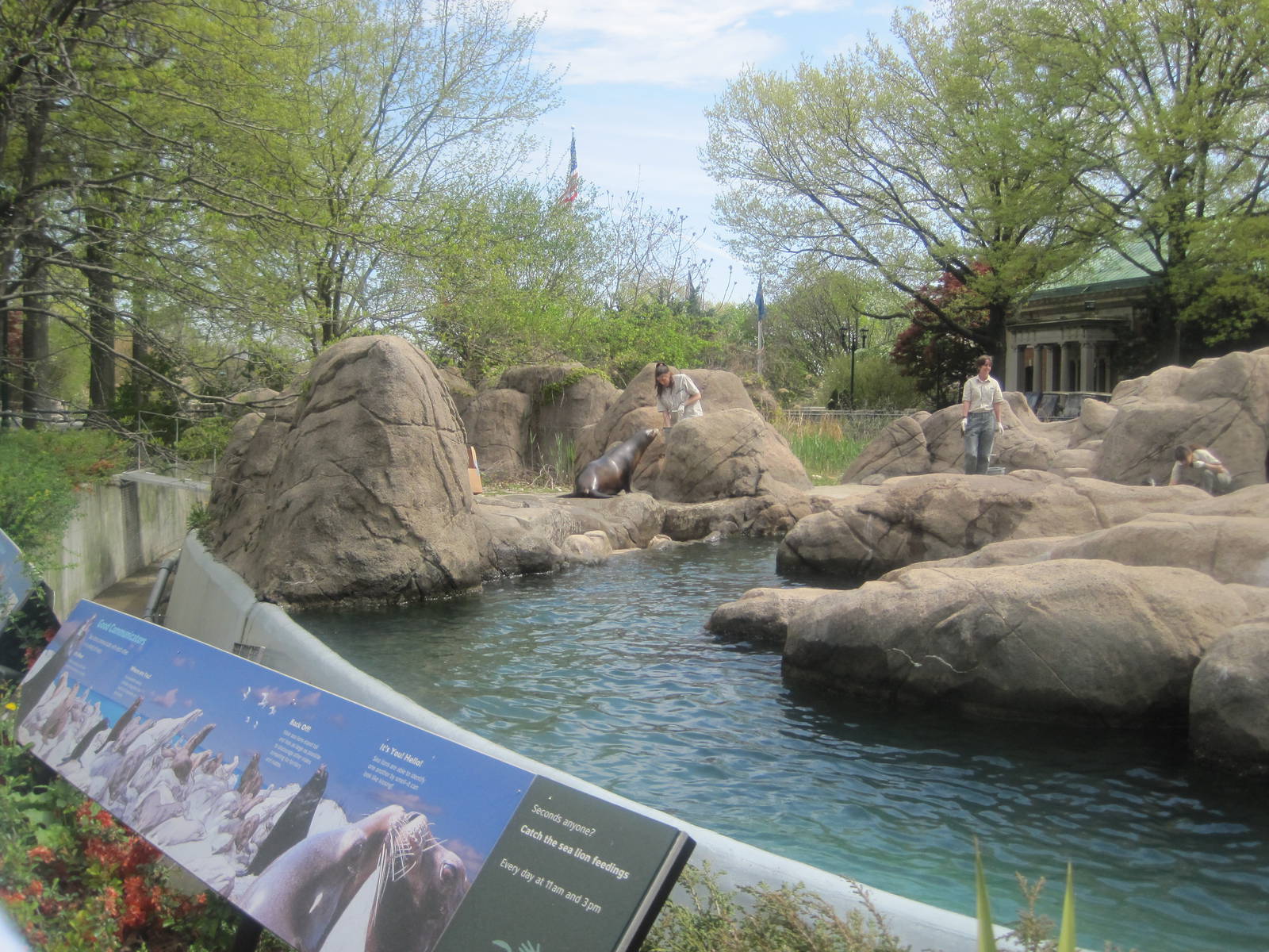 Sea Lion Feeding
