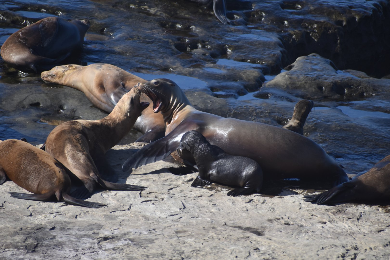 Sea Lion Fight at La Jolla