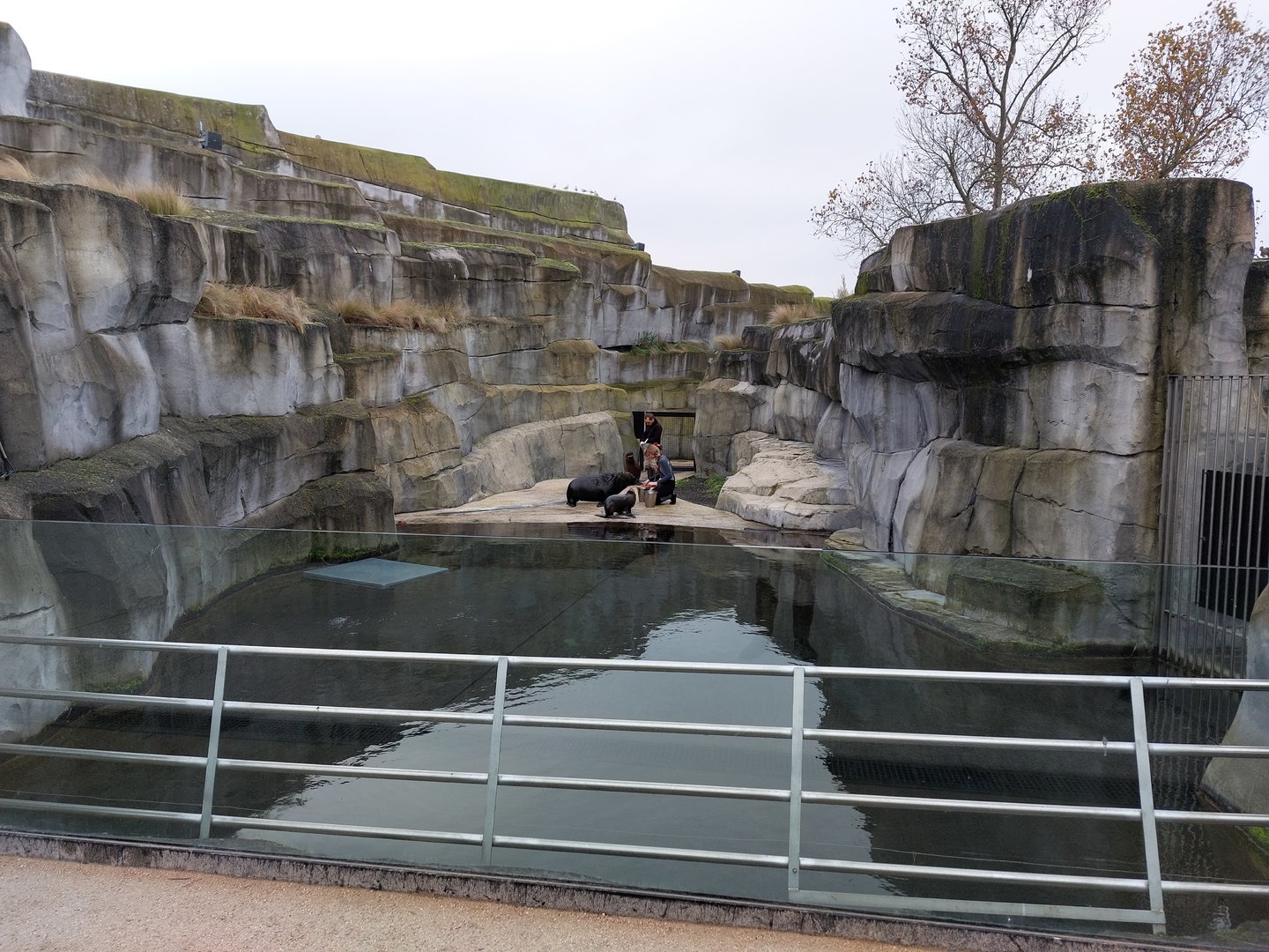 Sea lion & fur seal separation