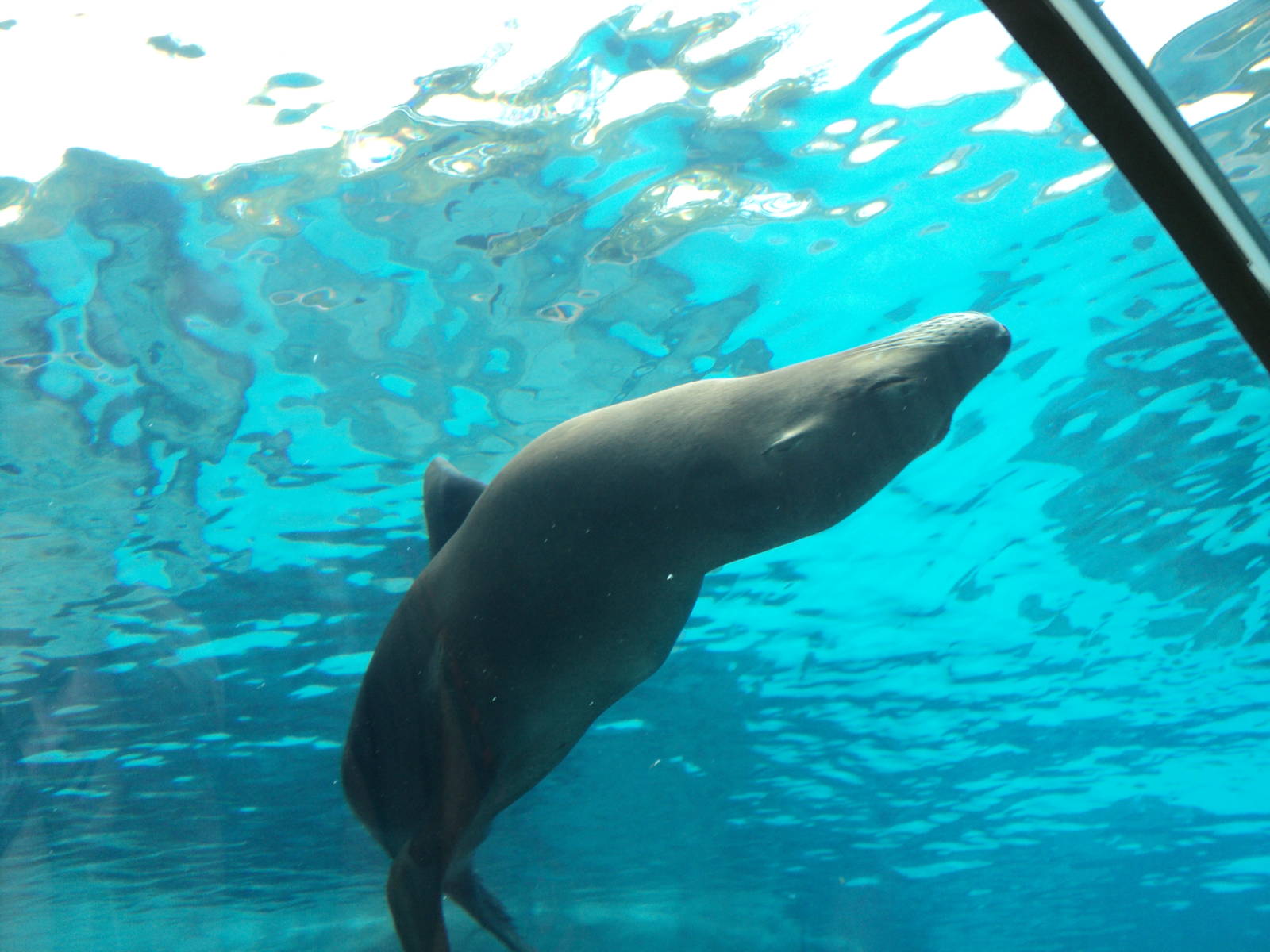 Sea Lion going over underwater tunnel