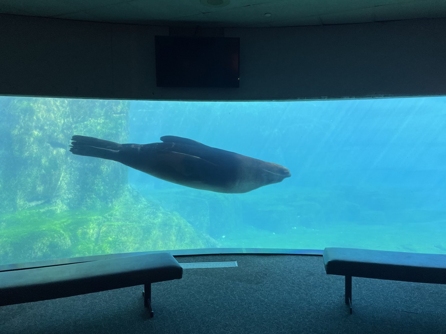 Sea Lion in Stellers bay