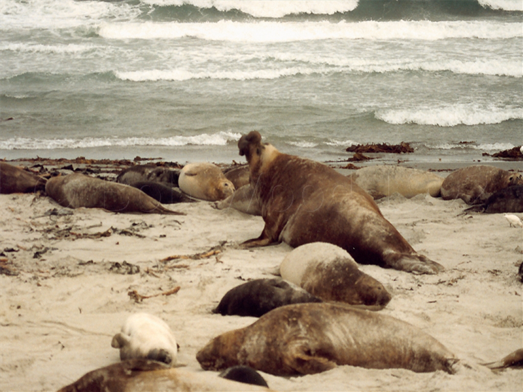 Sea Lion Island