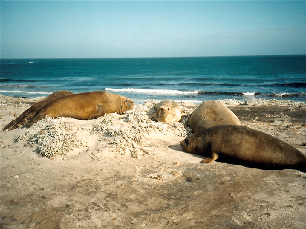 Sea Lion Island