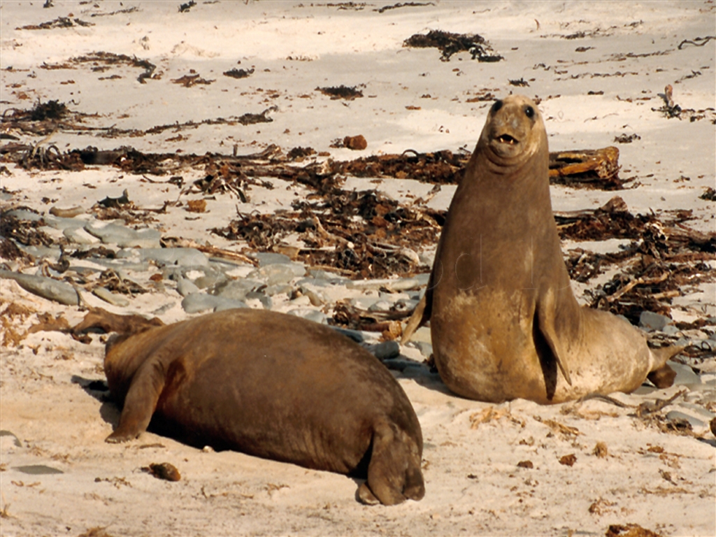 Sea Lion Island