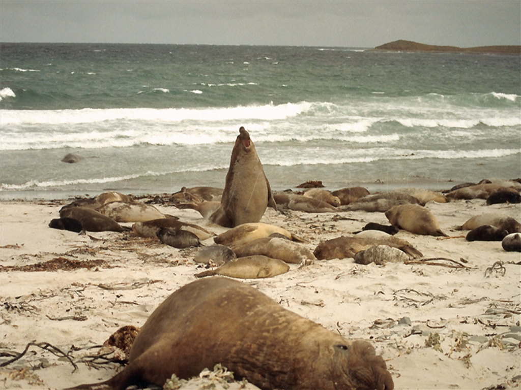 Sea Lion Island