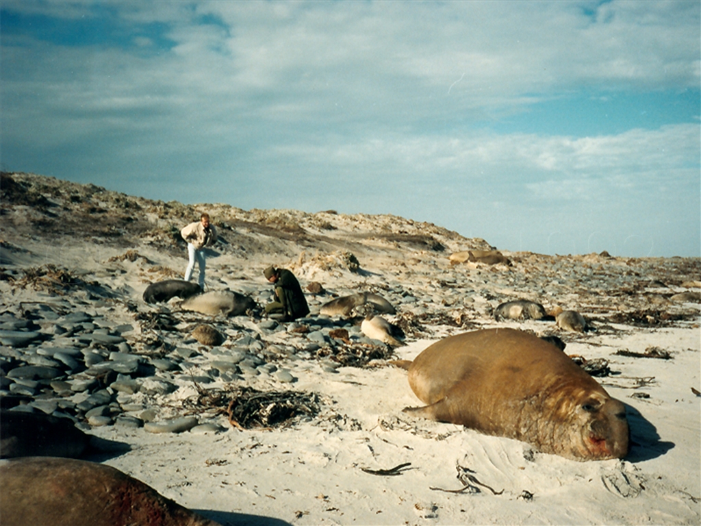 Sea Lion Island