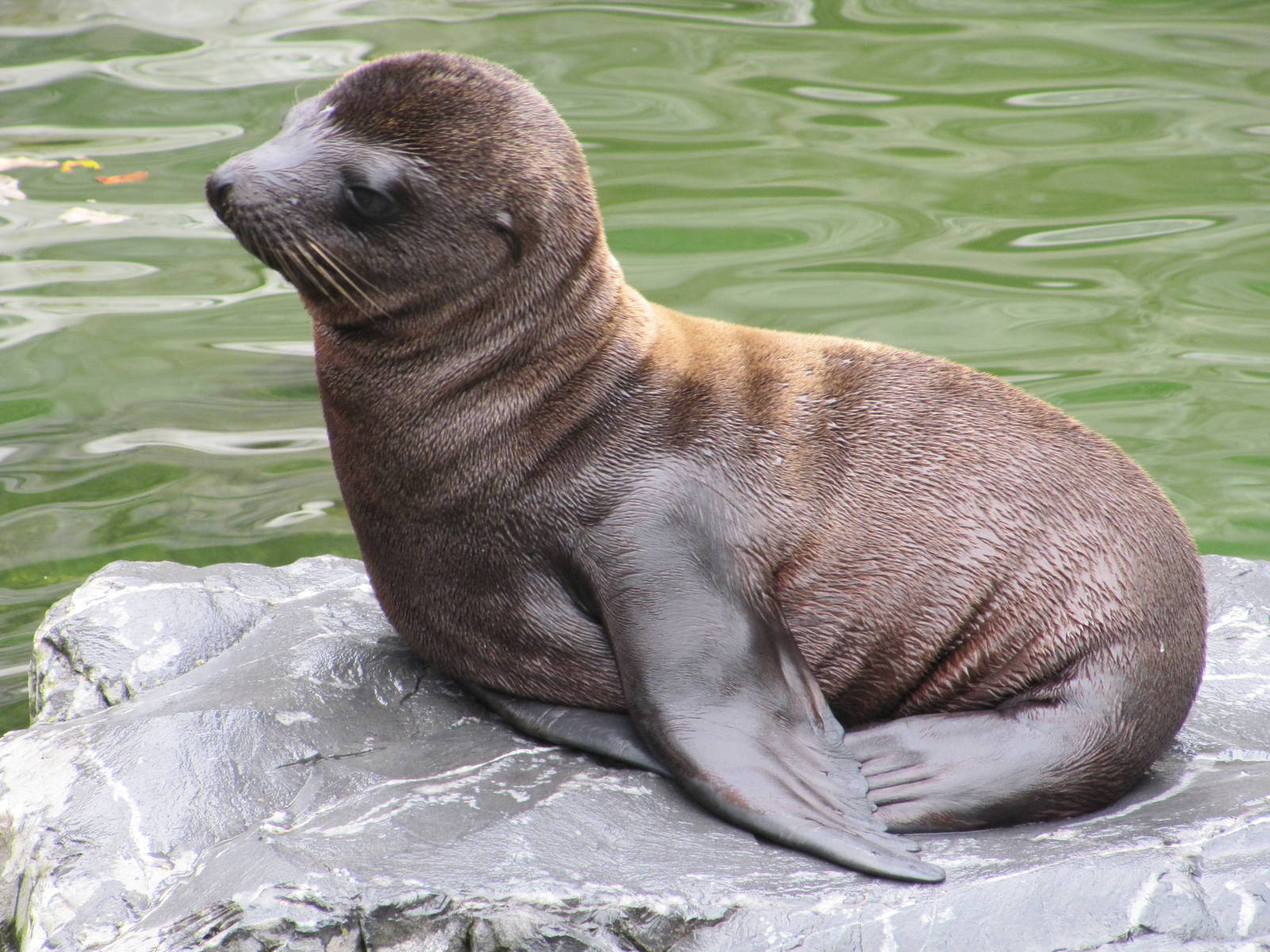 Sea Lion july 2010