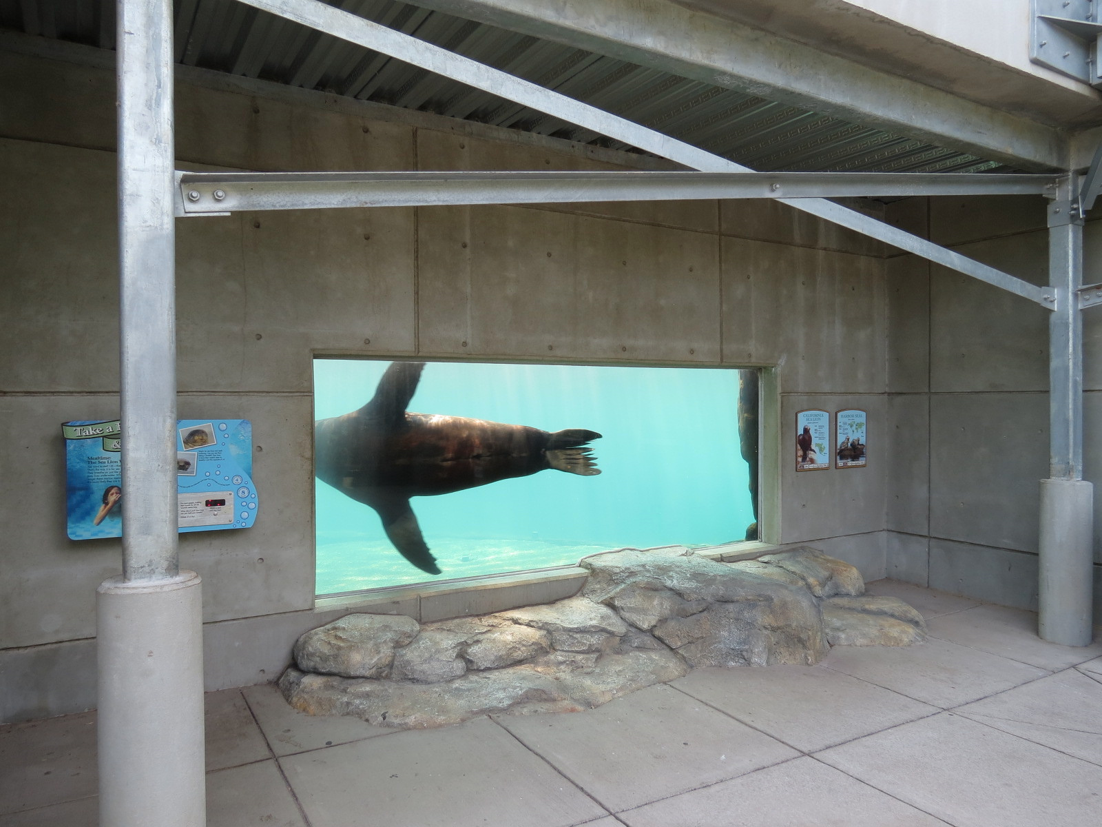 Sea Lion Landing - Underwater Viewing Panel
